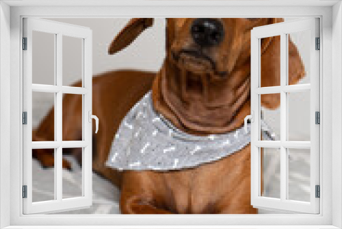 Fototapeta Naklejka Na Ścianę Okno 3D - super cut dog