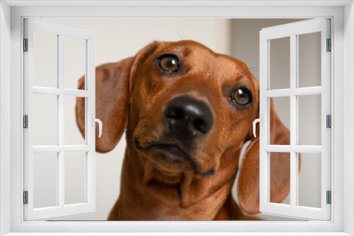 Fototapeta Naklejka Na Ścianę Okno 3D - dachshund puppy portrait