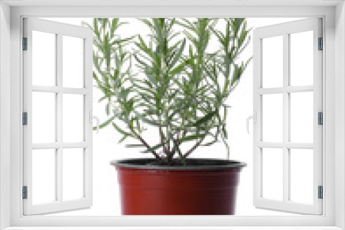 Fototapeta Naklejka Na Ścianę Okno 3D - Aromatic green potted rosemary on white background