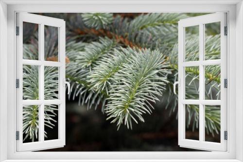 Fototapeta Naklejka Na Ścianę Okno 3D - The green twigs of the spruce