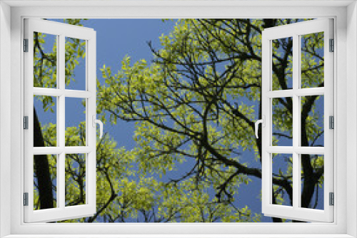Fototapeta Naklejka Na Ścianę Okno 3D - tree starting to grow leaves