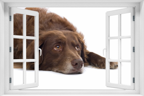 Fototapeta Naklejka Na Ścianę Okno 3D - close up of a brown dog