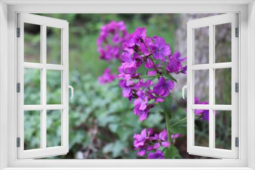 Fototapeta Naklejka Na Ścianę Okno 3D - The top view close-up of the vibrant pink flowers of Lunaria annua, called honesty, or annual honesty, is a species of a flowering plant. Medicinal plants, herbs in the garden.Blurred background.