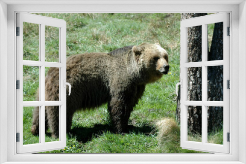 Fototapeta Naklejka Na Ścianę Okno 3D - Ours brun, Ursus arctos