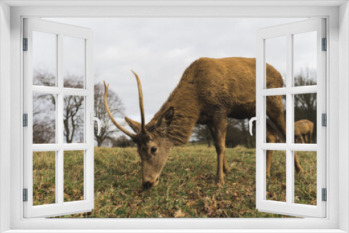 Fototapeta Naklejka Na Ścianę Okno 3D - Wollaton Park is home to two herds of deer: Red Deer and Fallow Deer, UK. High quality photo