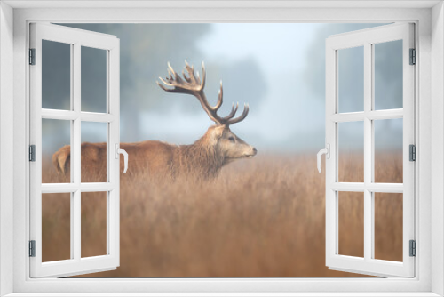 Fototapeta Naklejka Na Ścianę Okno 3D - Red Deer stag on a misty autumn morning