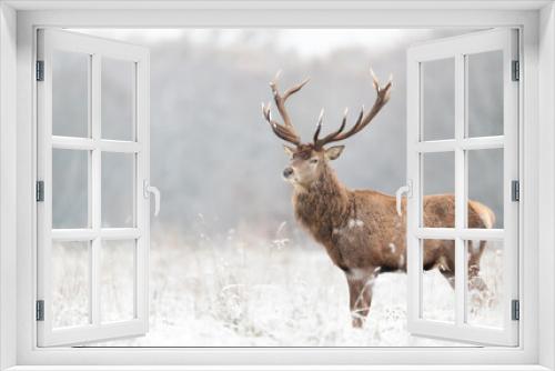 Fototapeta Naklejka Na Ścianę Okno 3D - Close up of a Red deer stag in winter