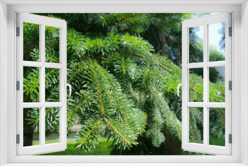 Fototapeta Naklejka Na Ścianę Okno 3D - Spruce stem detail in green tones