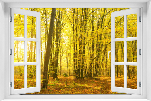 Fototapeta Naklejka Na Ścianę Okno 3D - Sunbeams pour into the autumn forest.