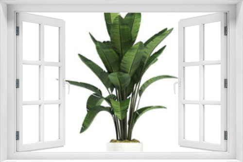 Fototapeta Naklejka Na Ścianę Okno 3D - decorative flowers and plants for the interior, isolated on transparent background, 3D illustration, cg render
