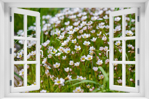 Fototapeta Naklejka Na Ścianę Okno 3D - White flowers of saxifrage. Arends saxifrage is a perennial evergreen herbaceous plant, a hybrid species of the genus Saxifraga of the Saxifragaceae family