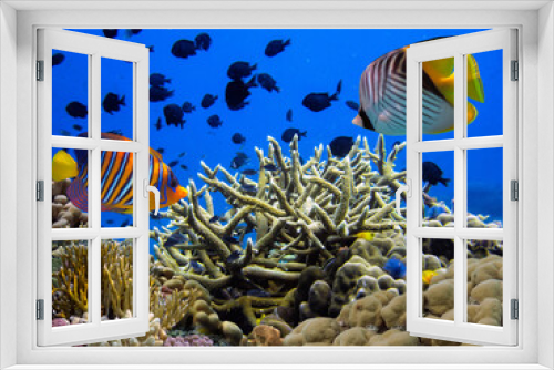 Fototapeta Naklejka Na Ścianę Okno 3D - Coral reef underwater with school of colorful tropical fish
