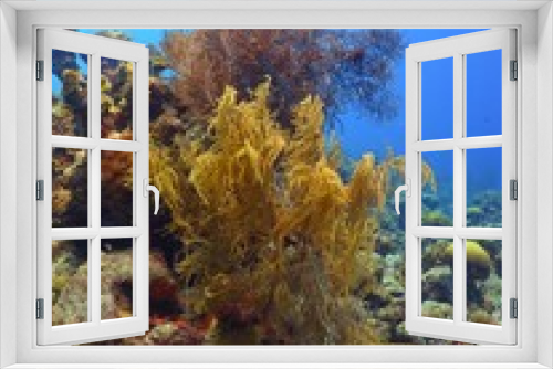 Fototapeta Naklejka Na Ścianę Okno 3D - Beautiful healthy coral reef in shallow water. Underwater seascape photo from snorkeling in the tropical sea. Blue sea scenery with corals and fish. Scuba diving on the reef.
