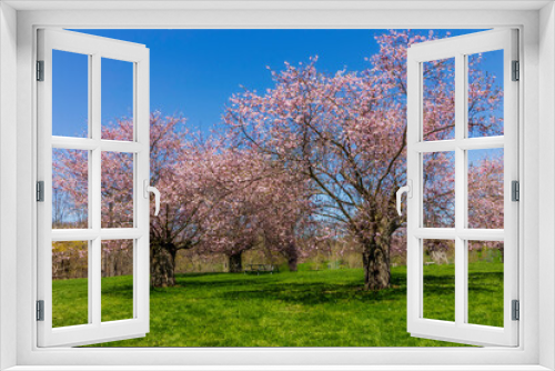 Fototapeta Naklejka Na Ścianę Okno 3D - Spring Cherry blossom trees in the park