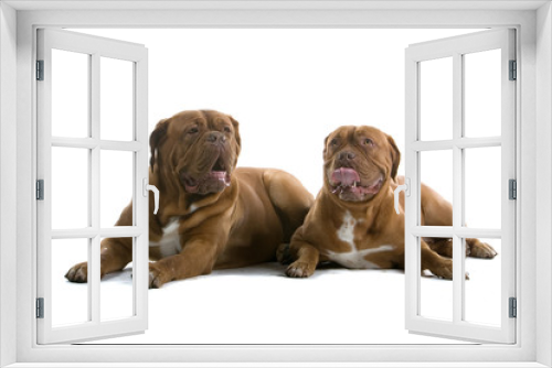 Fototapeta Naklejka Na Ścianę Okno 3D - bordeaux dogs, french mastiff