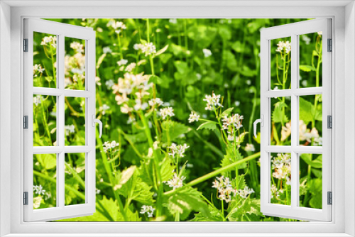 Fototapeta Naklejka Na Ścianę Okno 3D - Glade of spring wild flowers. Close-up, selective focus