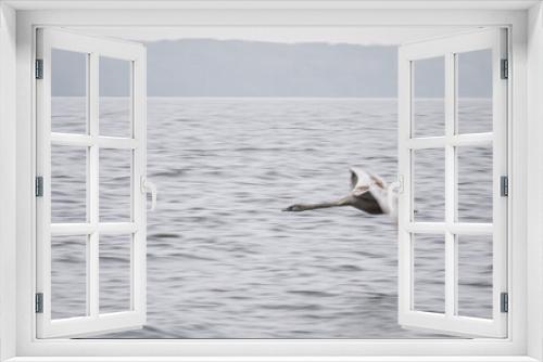 Fototapeta Naklejka Na Ścianę Okno 3D - Flying Gray Swan. Panning. Beautiful Wild Animal.