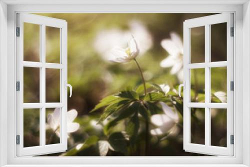 Fototapeta Naklejka Na Ścianę Okno 3D - white anemones.early spring flowers