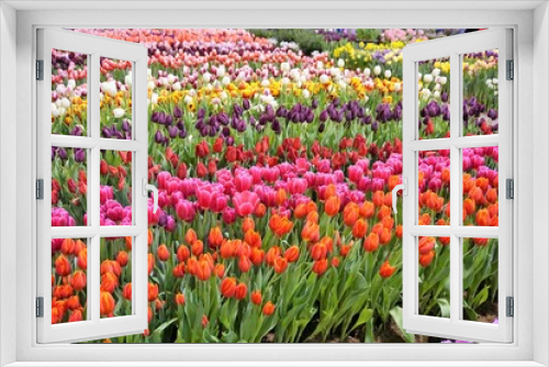 Fototapeta Naklejka Na Ścianę Okno 3D - field of tulips