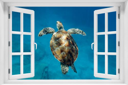 Fototapeta Naklejka Na Ścianę Okno 3D - Green sea turtle Chelonia mydas