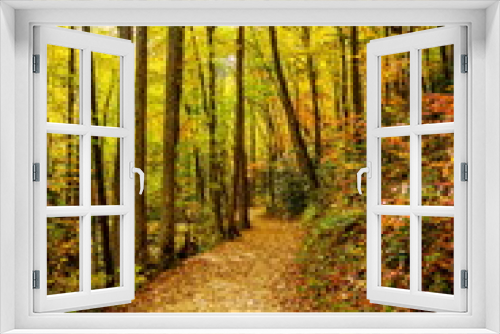 Fototapeta Naklejka Na Ścianę Okno 3D - Hiking trail in a forest in fall