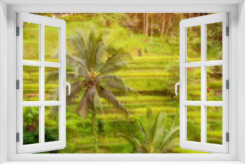 Fototapeta Naklejka Na Ścianę Okno 3D - Lush rice fields plantation on Bali island, Indonesia
