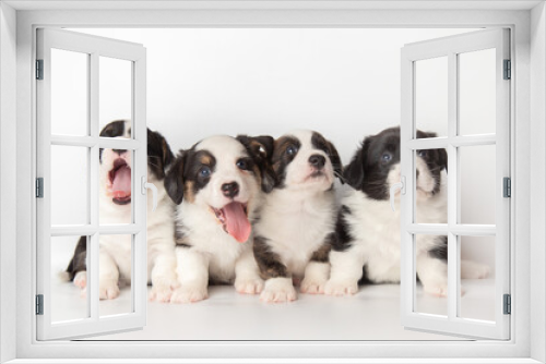 Fototapeta Naklejka Na Ścianę Okno 3D - Group portrait of cute fluffy adorable puppies welsh corgi cardigan on white background with copy space. yawning puppies with tongues hanging out. funny animals concept.
