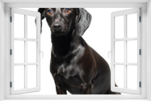 Fototapeta Naklejka Na Ścianę Okno 3D - Small black dog posing over white background. Adorable pet's indoor portrait
