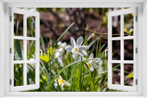 Fototapeta Naklejka Na Ścianę Okno 3D - Pure White Daffodil Flowers Blooming in the Spring. White Narcissus Flowers.