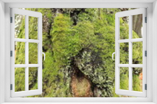 Fototapeta Naklejka Na Ścianę Okno 3D - The thick trunk of an old tree covered with moss. Vancouver. Canada.
