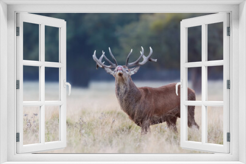 Fototapeta Naklejka Na Ścianę Okno 3D - Close up of a Red Deer stag during rutting season