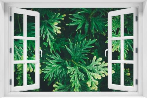 Fototapeta Naklejka Na Ścianę Okno 3D - Closeup shot of green Selaginella plant leaves for background