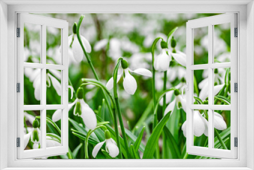 Fototapeta Naklejka Na Ścianę Okno 3D - Snowdrops flowers close-up side view, selective focus