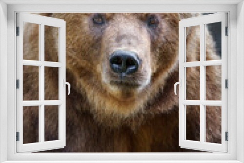 Fototapeta Naklejka Na Ścianę Okno 3D - Kamchatka brown bear