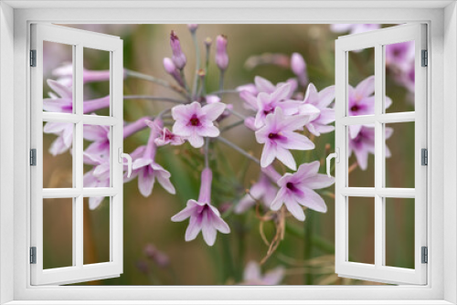 Fototapeta Naklejka Na Ścianę Okno 3D - Close up of society garlic (tulbaghia violacea) flowers in bloom