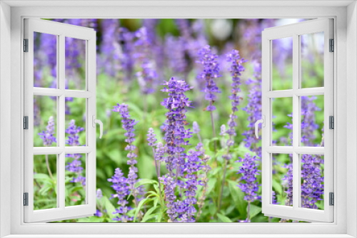 Fototapeta Naklejka Na Ścianę Okno 3D - Blue salvia flower blossom in a garden, Spring season