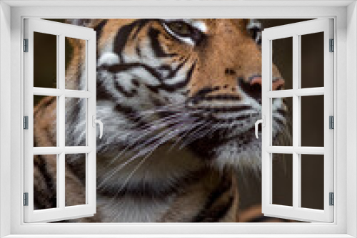 Fototapeta Naklejka Na Ścianę Okno 3D - Portrait of Sumatran tiger
