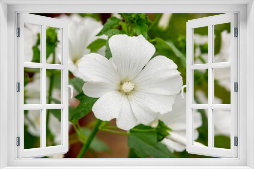 Fototapeta Naklejka Na Ścianę Okno 3D - White flowers of lavatera in the summer garden.