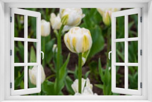Fototapeta Naklejka Na Ścianę Okno 3D - White tulips in selective close-up focus with blurry background