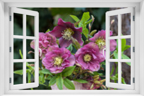 Fototapeta Naklejka Na Ścianę Okno 3D - Blumenstrauß mit pink Lenzrosen im Milchkännchen