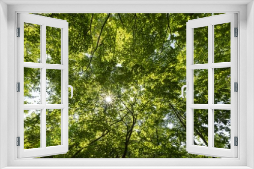 Fototapeta Naklejka Na Ścianę Okno 3D - 緑の葉が綺麗な森の中