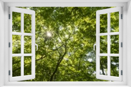 Fototapeta Naklejka Na Ścianę Okno 3D - 緑の葉が綺麗な森の中
