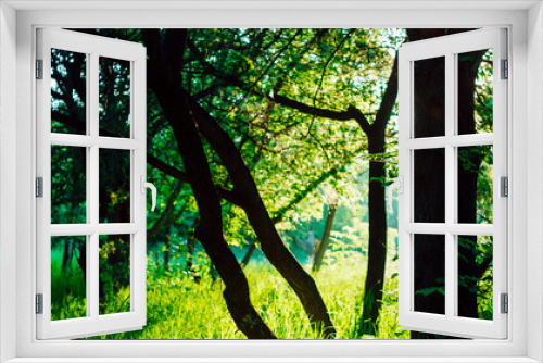 Fototapeta Naklejka Na Ścianę Okno 3D - Pleasant sunny landscape with morning light in park. Beautiful tree silhouette in vivid green grass in sunshine. Nice scenery with trees and grasses in park in sunrise. Sunbeams among trees in grove.
