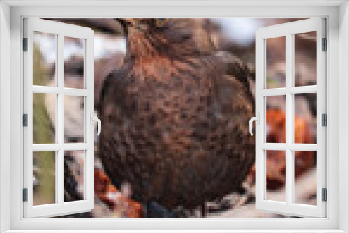 Fototapeta Naklejka Na Ścianę Okno 3D - bird in the nest