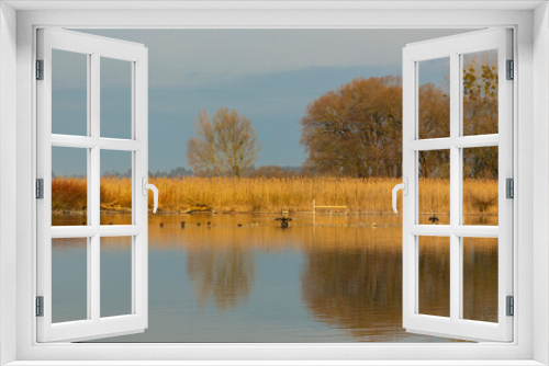 Fototapeta Naklejka Na Ścianę Okno 3D - nature reserve at Chiemsee lake with water birds