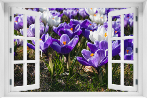 Fototapeta Naklejka Na Ścianę Okno 3D - Wczesna wiosna, kwitnące pole krokusów