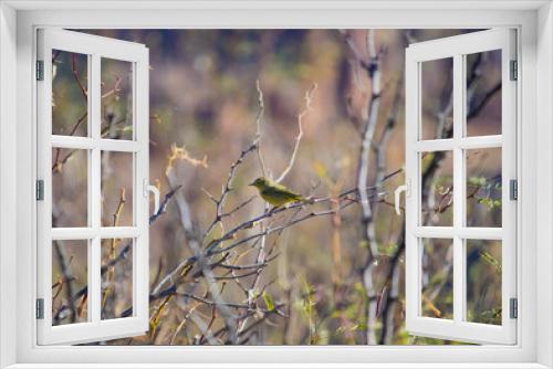 Fototapeta Naklejka Na Ścianę Okno 3D - Bird of Texas