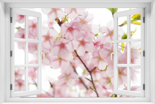Fototapeta Naklejka Na Ścianę Okno 3D - 満開の桜の花　白背景　河津桜　日本の春