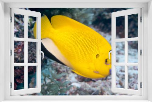 Fototapeta Naklejka Na Ścianę Okno 3D - Threespot angelfish