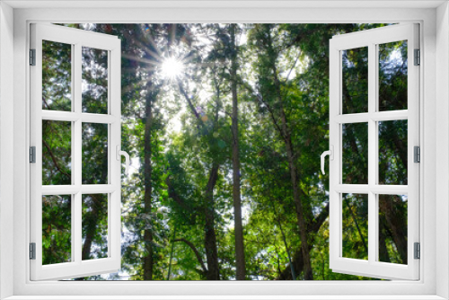 Fototapeta Naklejka Na Ścianę Okno 3D - 森の中から見える太陽の光芒